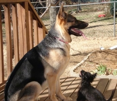 Sadie, the GSD, at 14 months old and 70lbs, with Rudy, a 4lb Chorkie