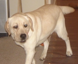 The front left side of a tan Labrador Retriever that is walking across a house