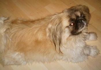 Luna, the Pekingese