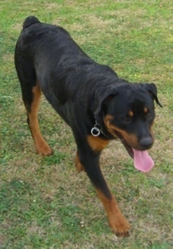 http://www.dogbreedinfo.com/images22/DogsRottweilerJeremyBigDog.jpg