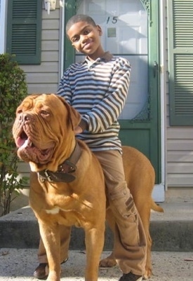 dogbreedinfo.comDogue de Bordeaux Puppies for dogbreedinfo.comDogue de Bordeaux Puppies for