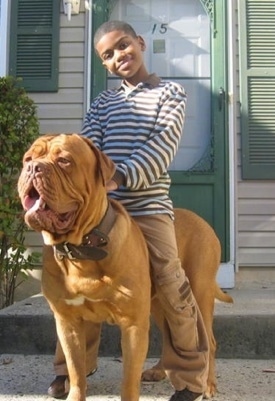 Mastiff  Puppies on Marquel On One Of His Dogues De Bordeaux  Photo Courtesy Of Redline