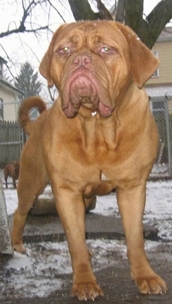 Dogue De Bordeaux is standing outside in snow in front of a tree