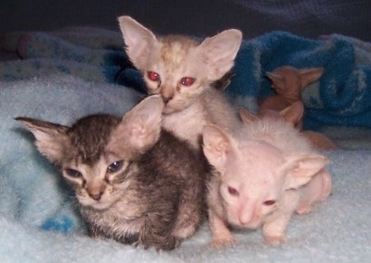 Five Kittens are laying on a blanket