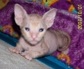 A hairless Donskoy Kitten is jumped up against a wall and looking up