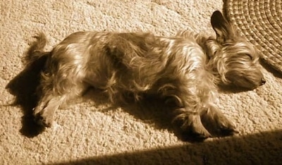 yorkie dachshund