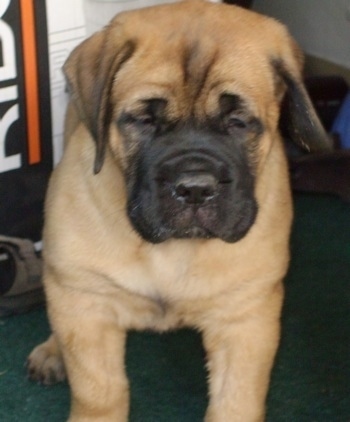 Coda the Doubull-Mastiff puppy is standing on a green carpet