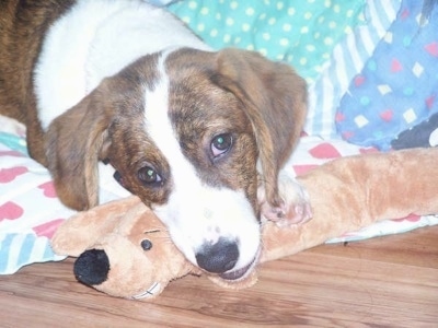 Close Up - Bindy the brown brindle and white Drever as a young puppy laying on a blanket on a hardwood floor and her head is over top of a weasel plush toy