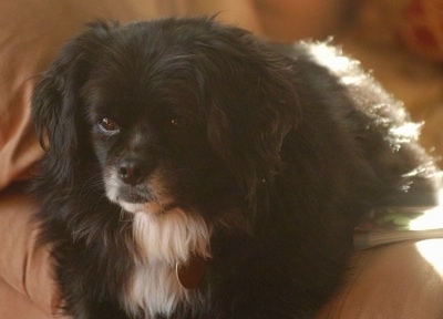 Close Up - Willie the long-haired black with white English King is laying in the arm of a couch and looking forward