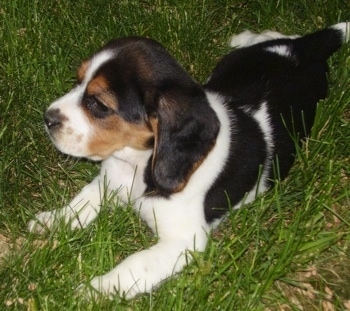 beagle spaniel cross