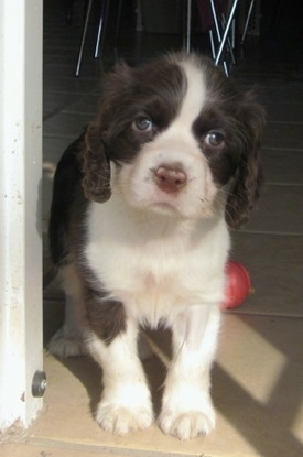 Merlina the brown and white English Springer Spaniel is standing in a doorway and looking forward. There is a pink cup behind it