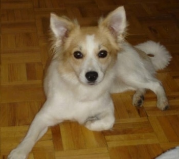 Pinky the tan and white Eskijack is laying on a brown hardwood floor and looking up