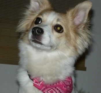 Close up head shot - Pinky the tan and white Eskijack is wearing a pink bandana and looking up and to the left