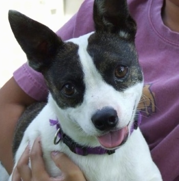 Close Up - A black brindle and white Foxton is being held in the arms of a person in a purple shirt. The dogs mouth is open and tongue is out and it is looking happy.