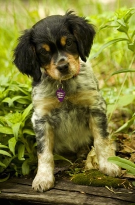 French Brittany Spaniel Information and Pictures