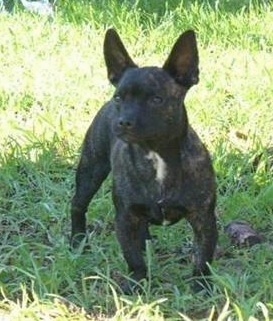 Stich the black brindle French Bullhuahua is standing outside in a field and there is tree bark next to it. He has a little bit of white on his neck.