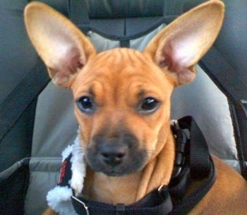 Close Up - Tallulah Mae the reddish brown with black French Pin is sitting in a car seat made for a dog in a vehicle