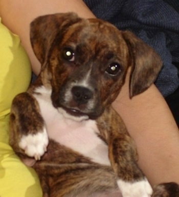 Close Up - A brown brindle with white Frengle is laying in the arms of a person in a yellow shirt.