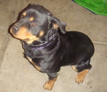 Female Rottweiler Dog