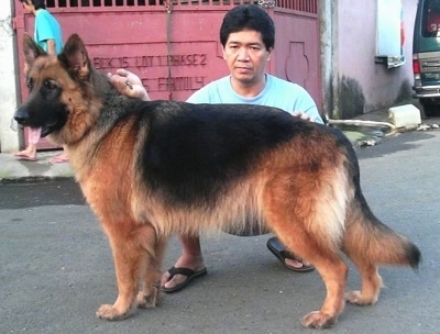 Female German Shepherd dog named Wolfy, at 3 years and 8 months old