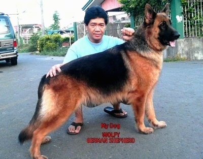 A black and tan German Shepherd is posed in a street by a person kneeling behind it. The words - My Dog WOLFY GERMAN SHEPHERD - are overlayed