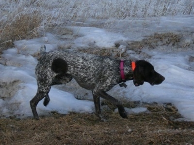 Side view - A black and white German Shorthair Pointer is stalking across grass that has snow all over it. Its head and tail are level with its body.