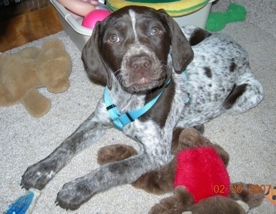 A chocolate ticked German Shorthair Pointer puppy is laying on a tan carpet next to a toy box and there are plush toys around it