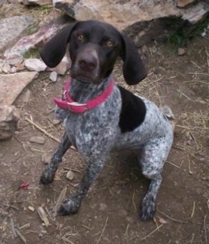 A white with brown German Shorthaired Pointer is sitting in a dirt circle next to rocks