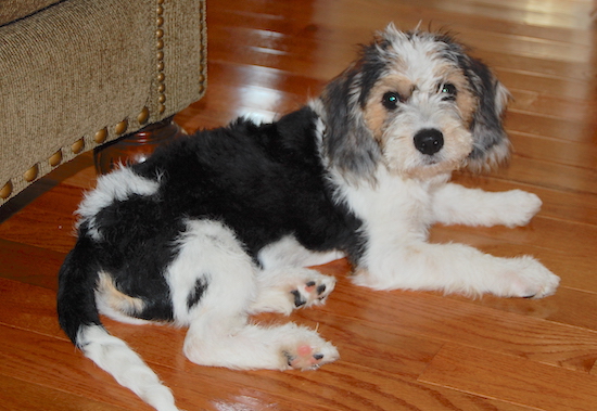 A black and white with tan Beagle/Bichon puppy is laying on a hardwood floor in front of an arm chair