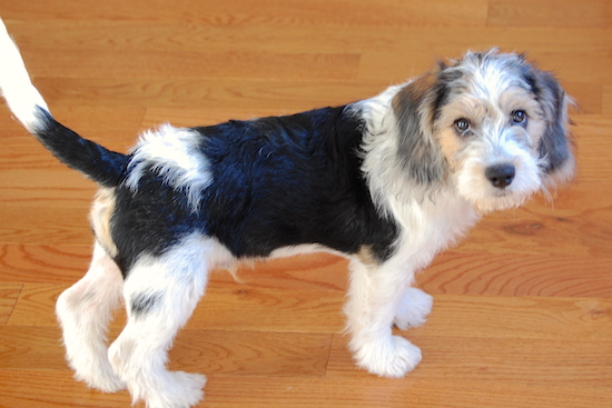 A black and white with tan Beagle/Bichon puppy is standing on a hardwood floor and looking to the right