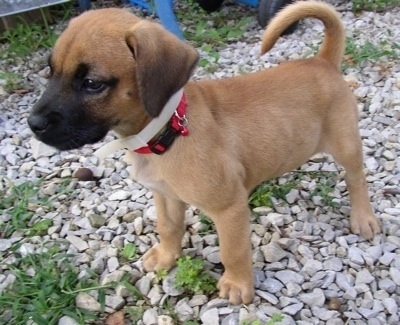 A little Golden Boxer puppy is standing in a pile of white rocks and looking forward