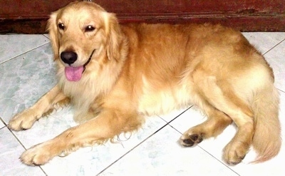 A Golden Retriever is laying on a white tiled floor in front of a wooden wall. Its mouth is open and tongue is out