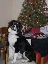 A black, tan and white Great Bernese is sitting in front of a table which has a Christmas tree and books on it