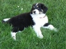 A black, white and tan Great Bernese puppy is laying on its side in grass