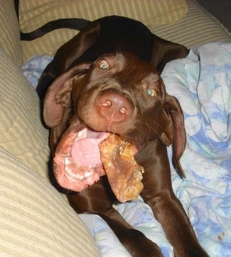 Close Up focal point on the mouth - A chocolate Great Dane is laying on a couch with its mouth open and a pig ear in the corner of its teeth.