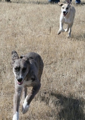 A tan and white Great Pyredane puppy is chasing a grey with white and black merle color Great Pyredane puppy through brown tall brown grass.