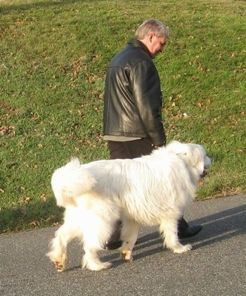 A person in a black leather jacket is walking alongside a Great Pyrenees on a black top surface