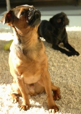 A brown with black Belgian Griffon is sitting on a tan carpet and behind it is a black Belgian Griffon laying down.