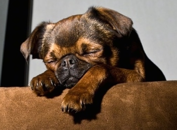 A sleeping short-haired brown, tan and black Belgian Griffon is on a couch with its front paws hanging over the edge.
