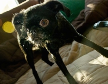 Close Up - A black Belgian Griffon is standing on a human's bed.