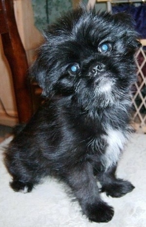 Close Up - A fluffy looking, black with white Griffonese small breed dog is sittig on an ottoman and its head is tilted to the left.