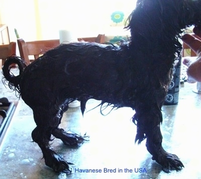 Right Profile - A wet black dog that is standing on a glass surface. The dog has a high arch and its back paws turn outward and its fron legs bend inward.