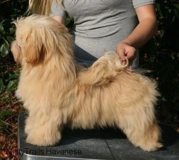 mistytrails havanese havanese breed pictures 14 mistytrails havanese havanese breed pictures 14