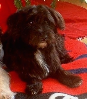 A black with white Havanestie dog is laying on a red rug. There is a Christmas tree behind it