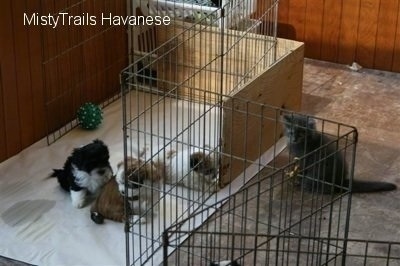 Kallie the gray kitten is sitting in front of a dog whelping pen looking at the litter of Havanese pups who are inside the pen