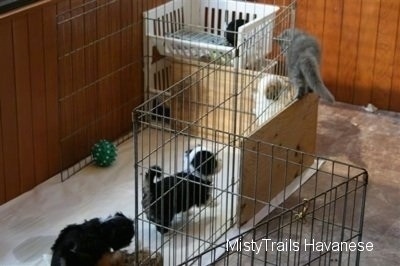 Kallie the gray kitten is walking across a wood board that is part of the wall in the puppy's whelping pen