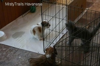 Kallie the small gray kitten is looking directly at one of the Havanese pups who is inside the whelping pen