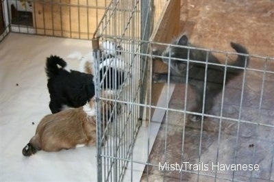 Kallie the Kitten is jumped up at and looking over a wood board at three of the Havanese pups