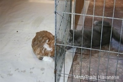 Kallie the Kitten and a Havanese pup touching one another through the pen