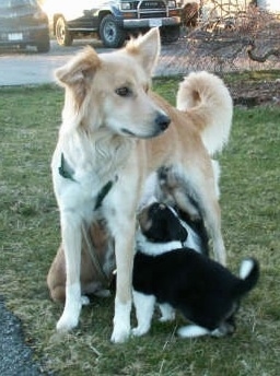 purebred Himalayan Sheepdog at 2 years old, with her 6